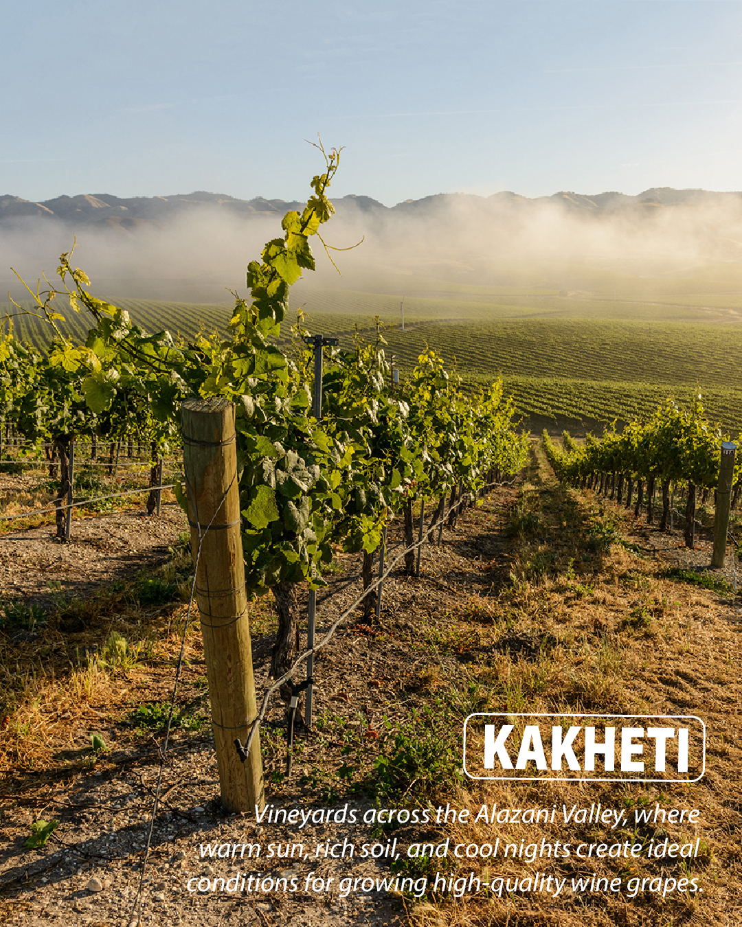 Kakheti vineyards Alazani Valley Georgia wine region